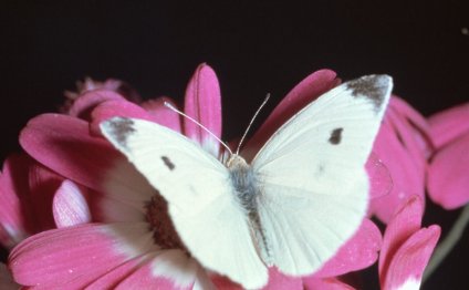 Cabbagebutterfly